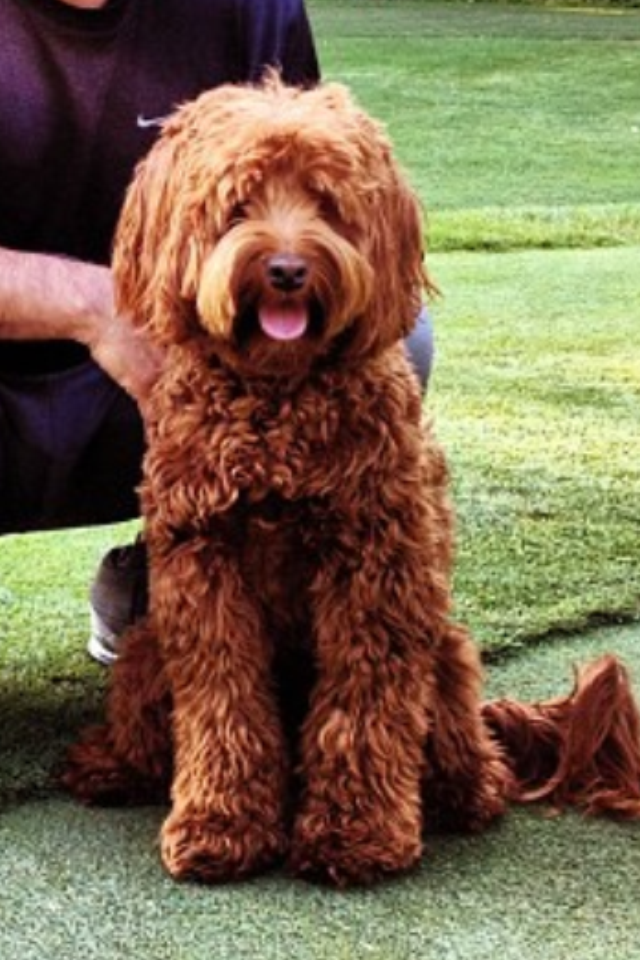 red labradoodle