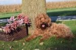 Red Medium Australian Labradoodles