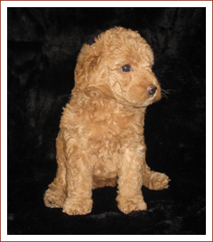 Labradoodles | Ashford Manor Labradoodles