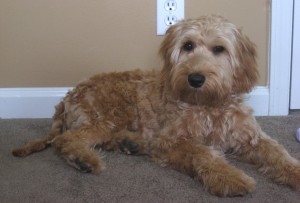 Australian Labradoodle Puppy in Indiana