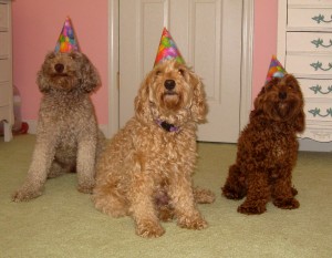 Birthday Party for an Australian Labradoodle