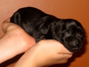 Black miniature Australian Labradoodle puppy