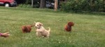 Labradoodle Puppies running