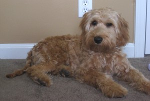 Angel the apricot Australian Labraoodle