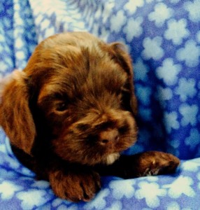 Chocolate Labradoodle Availablie