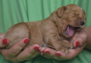 Red Australian Labradoodle puppy