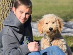 Medium Australian Labradoodle