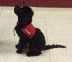 Paganaud a service dog in the school system from Ashford Manor Labradoodles. 