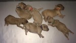 Pearl's Puppies