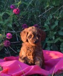 Mini red Australian Labradoodle available