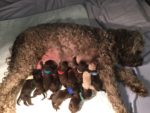 Chocolate Australian Labradoodles available