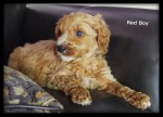 Curly Australian Labradoodle available