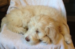 Standard Australian Labradoodle Available Now
