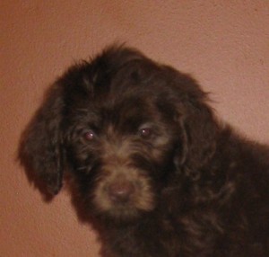 mini Australian Labradoodle Puppy Available