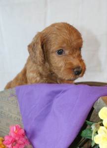 Australian Labradoodle Available
