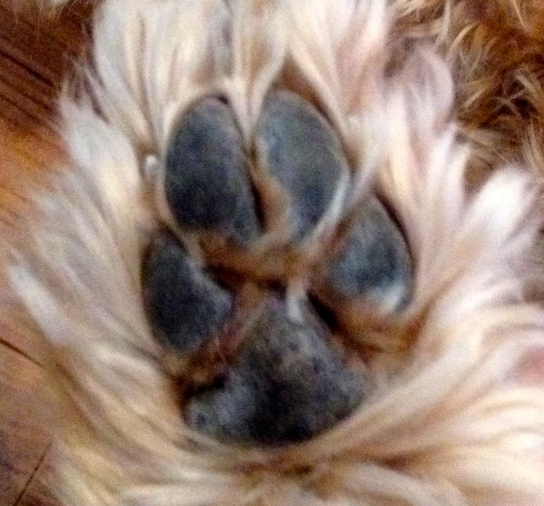 do dogs paws get frostbite