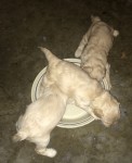 Brandy pups eating