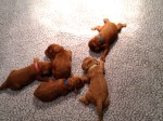 Red puppies