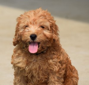 Apricot Australian Labradoodle