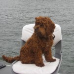 Dog Boating