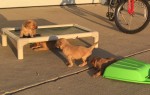 Pap pups exploring