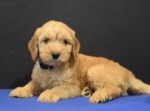 Australian Labradoodle Available Now