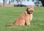 Medium Australian Labradoodles