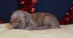 Red Australian Labradoodle