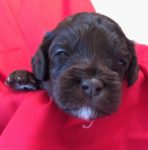 Australian Labradoodle puppy available
