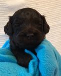Dark chocolate Australian Labradoodle puppy
