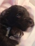 Australian Labradoodle available