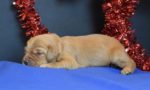 Australian Labradoodle puppy