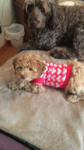 Australian Labradoodle with sweater on