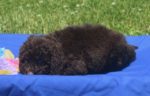 Chocolate Australian Labradoodle