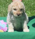 Available Australian Labradoodle puppy