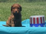 Red Medium Australian Labradoodle