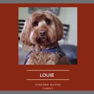 maroon background with grey bars at top and bottom. Under a photo of the pup it is “Louie Ashford Manor Family”. The pup is a brown dog with long fur and wearing a blue bandana. He is looking right at the camera.