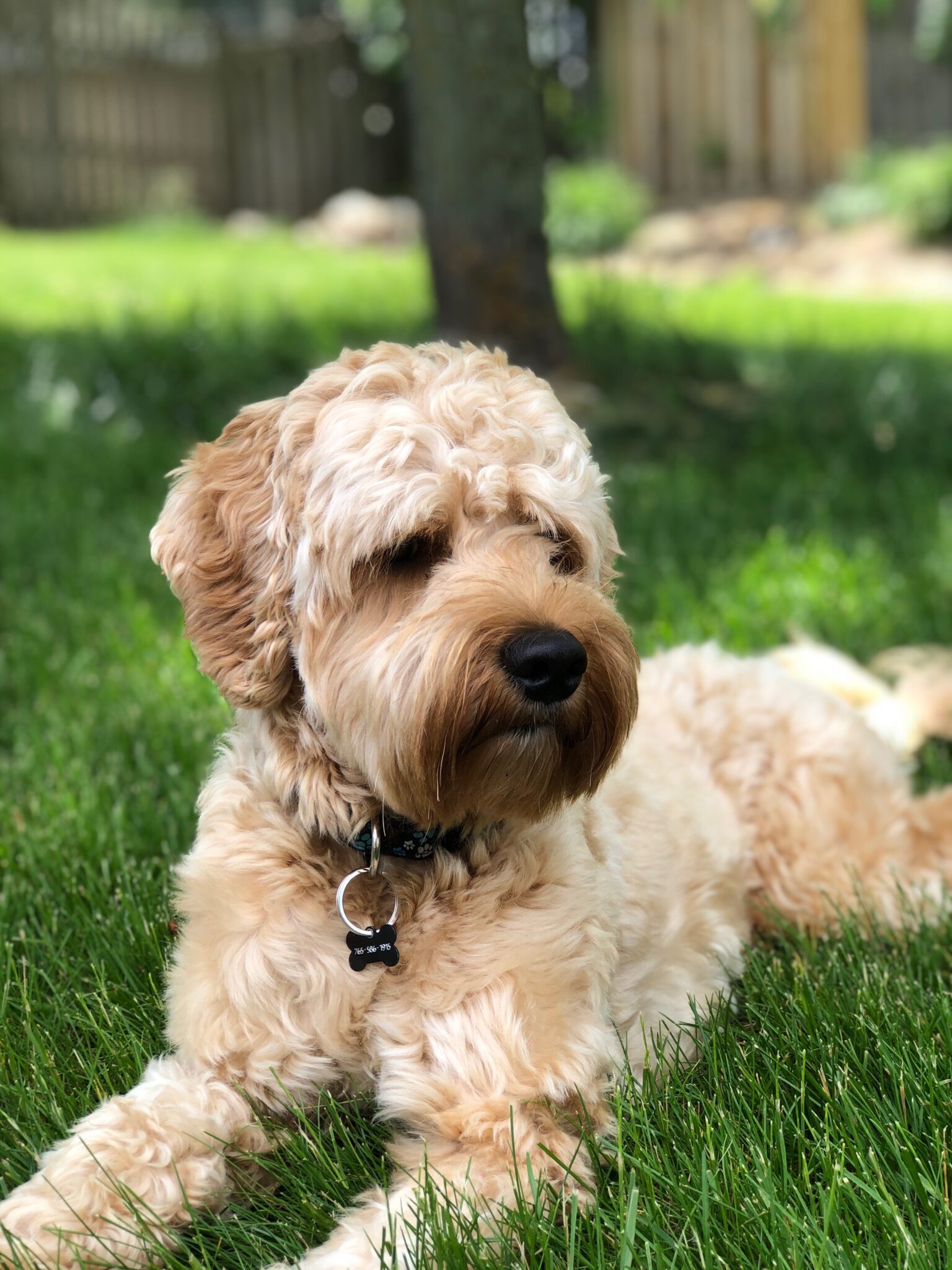 Mini and Medium Australian Labradoodles Available | Ashford Manor ...