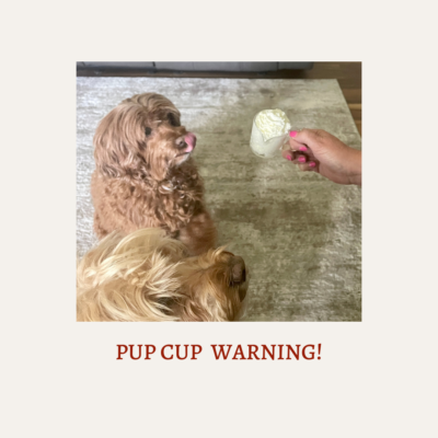 Red Australian Labradoodle getting a pup cup