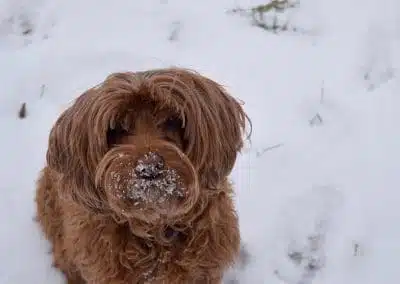 Duchess in her favorite season