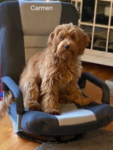 APricot/Red Australian Labradoodle in chair