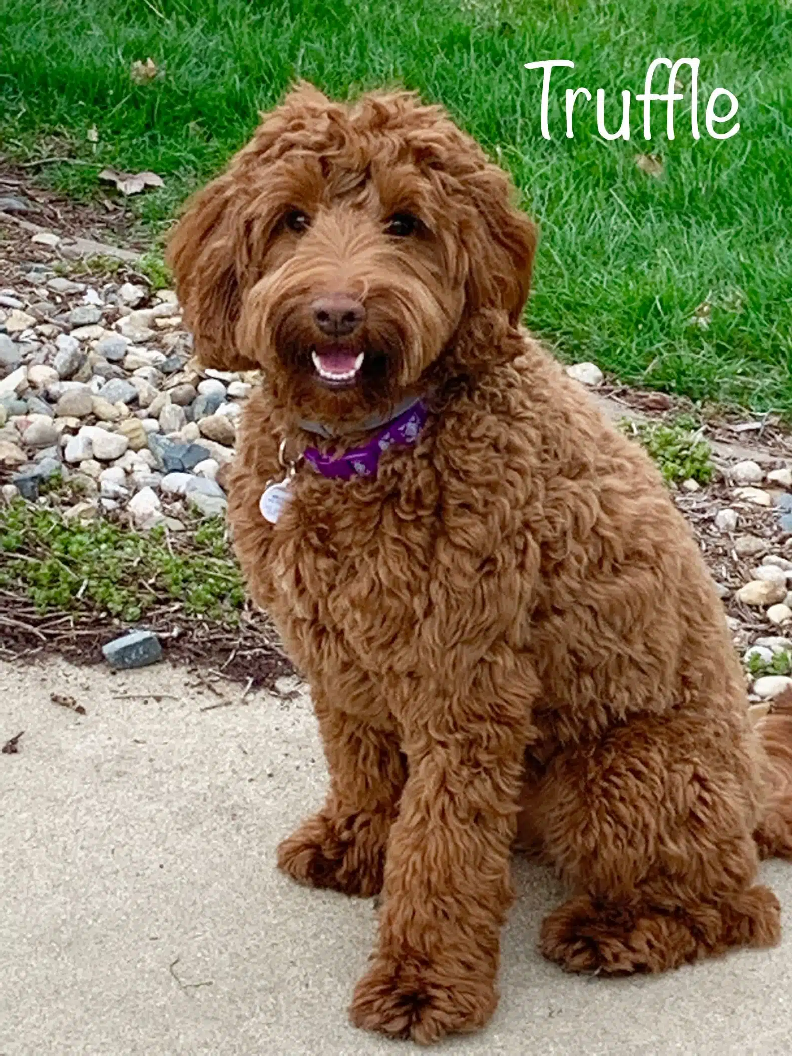 Truffle