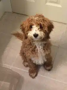 Carmello (female)