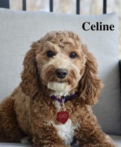 Celine (female)