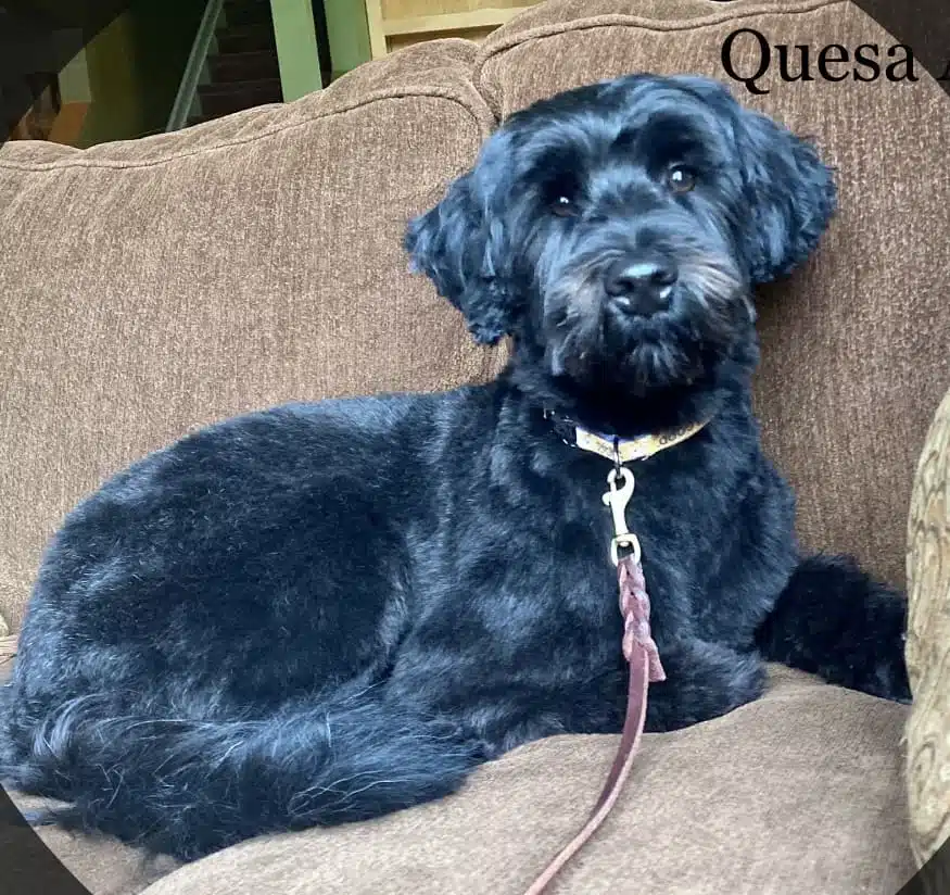 Quesa (female)