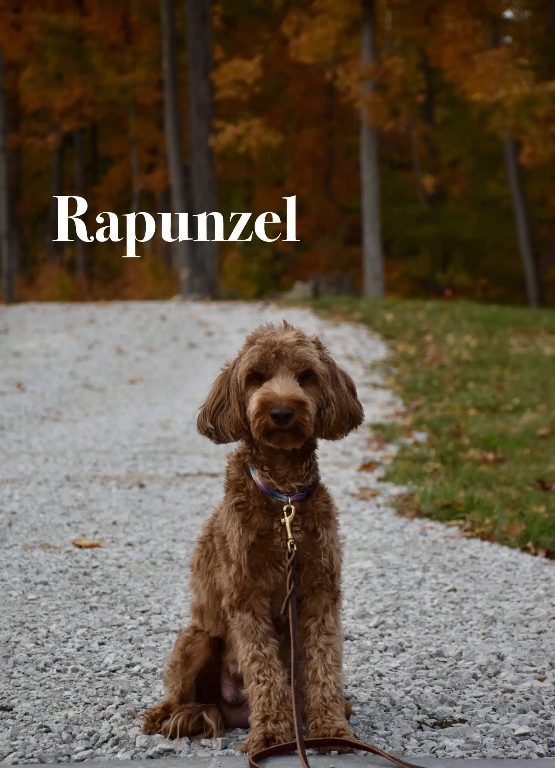 Rapunzel (female)