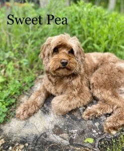 Sweet Pea (female)