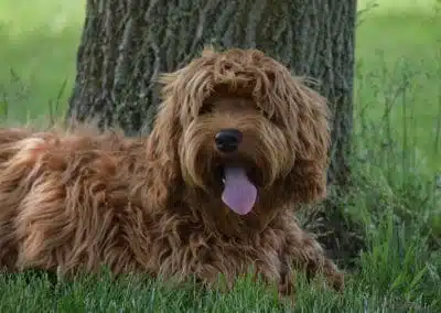 Chestnut (male)