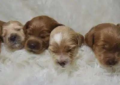 Charming Cloud of Puppies