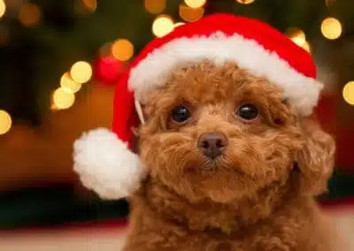 Santa's Little Puppy